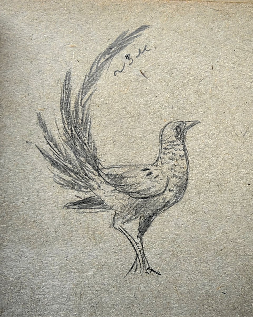 laccable's tweet photo. Birds sketches https://t.co/K8sMjBQ7mW