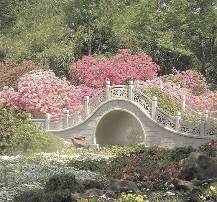 blossom. tweet media