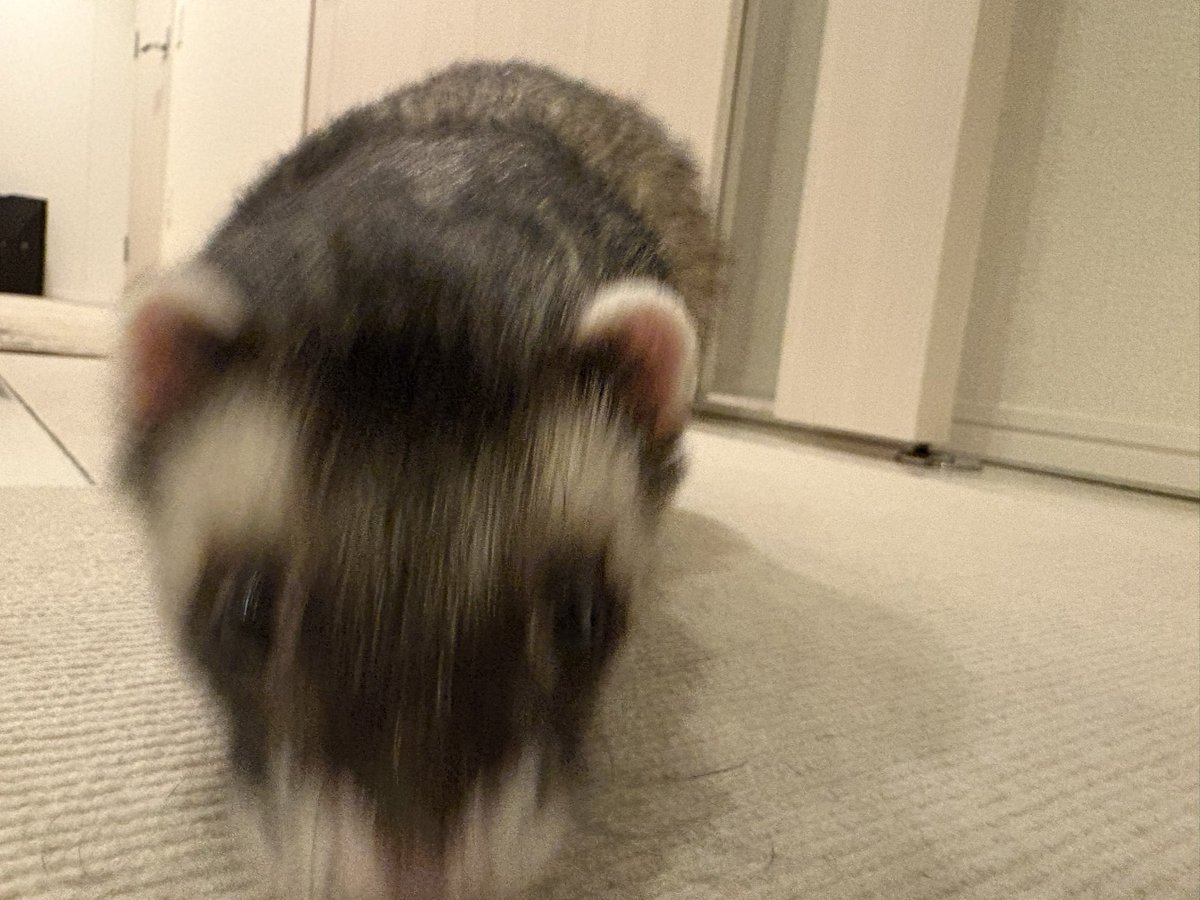 ROSE（ろぜ） tweet media