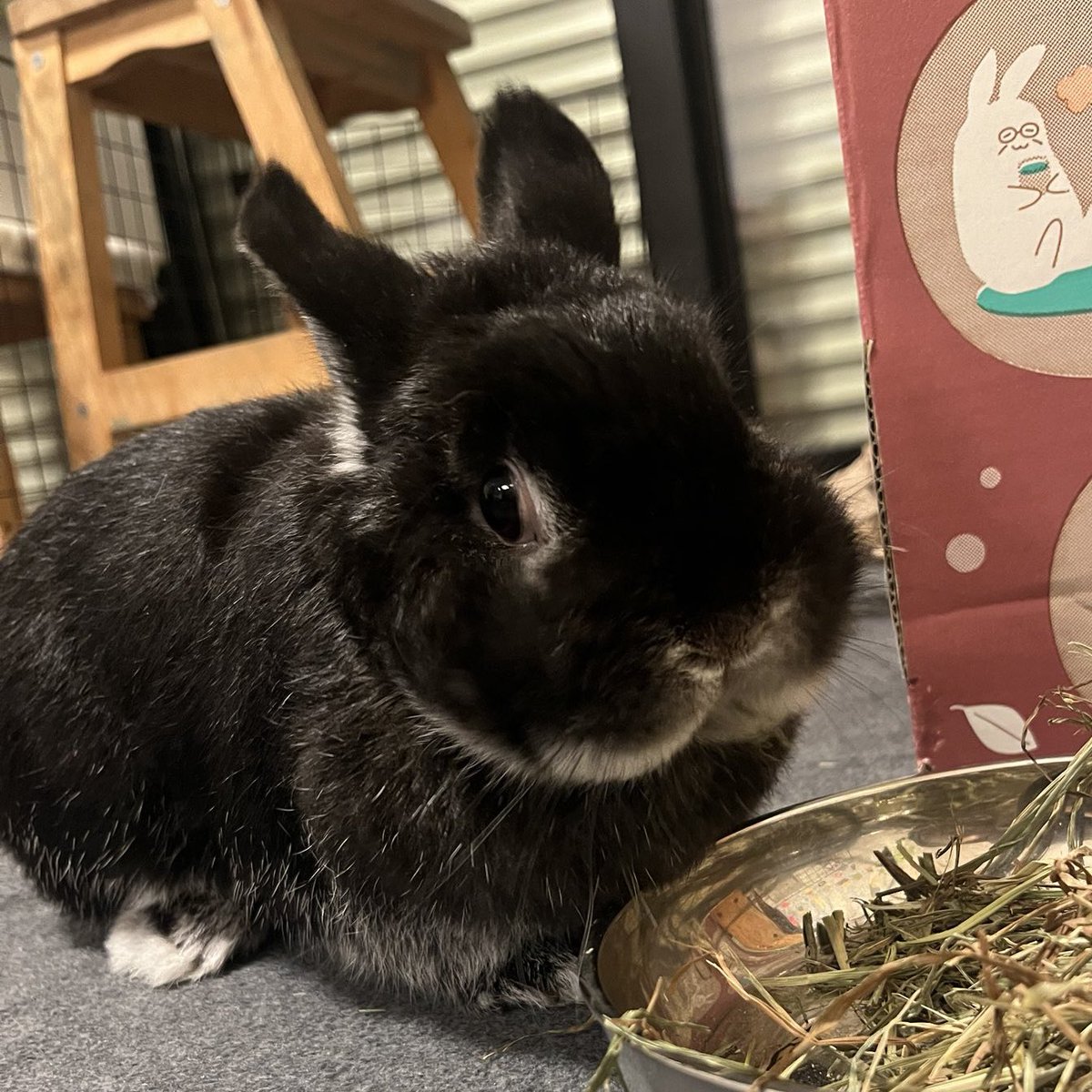 赤色うさぎ tweet media