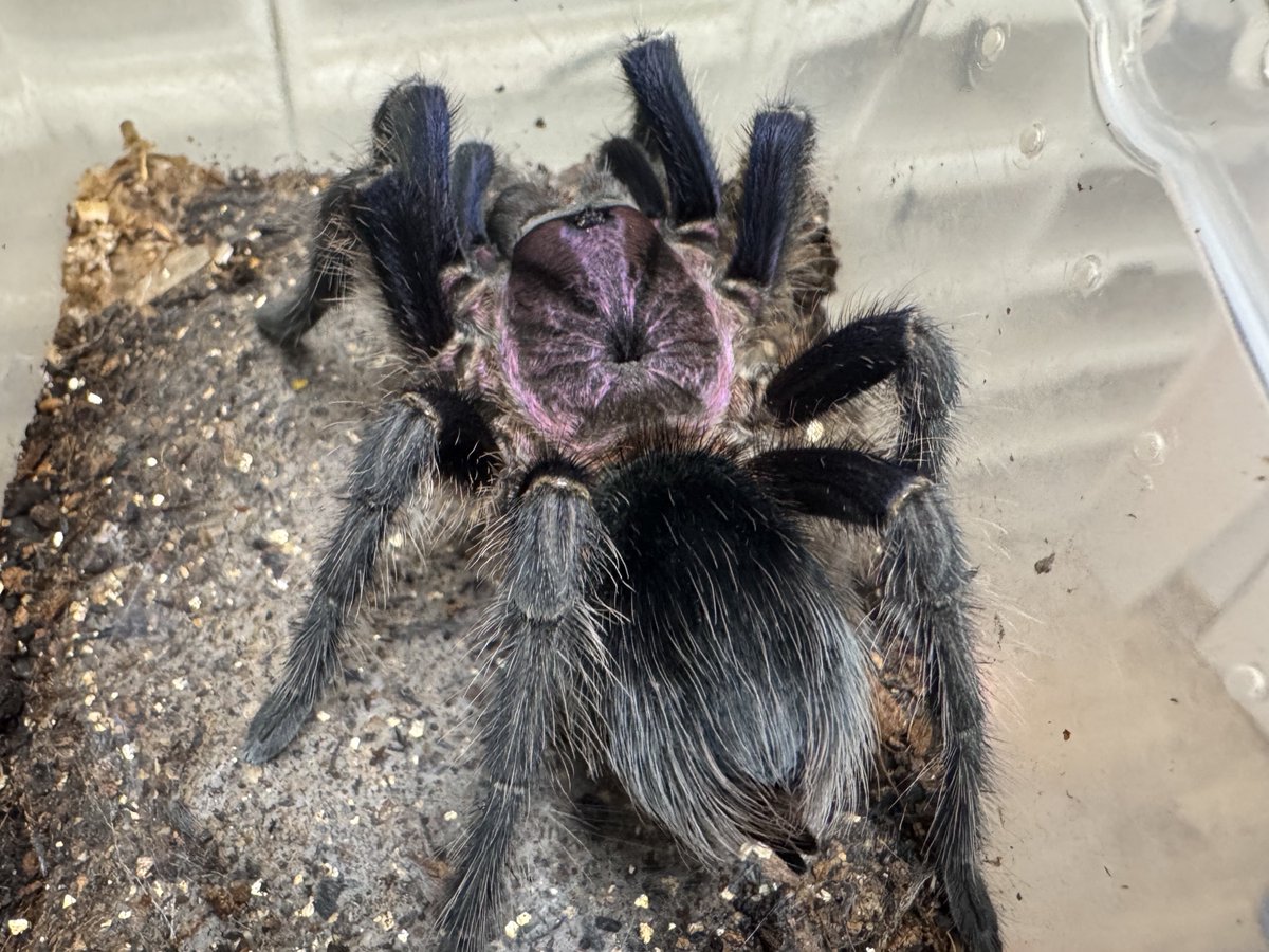 tantan𓆗 tweet media