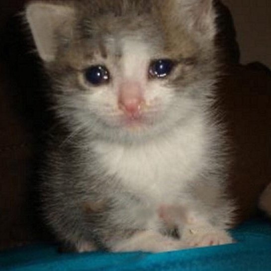 고등어선장🐟 tweet media