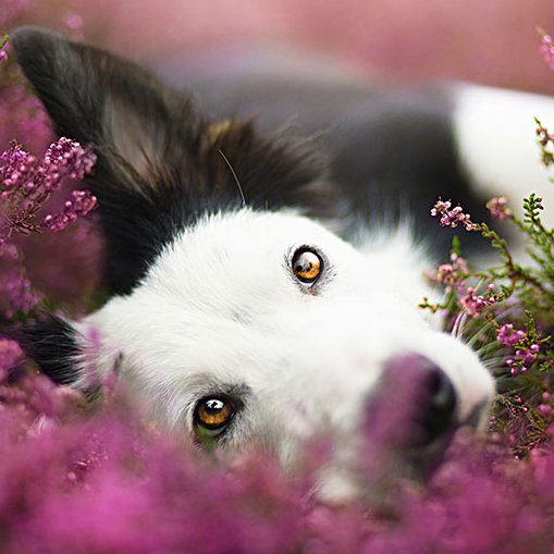 Butterfly 🦋🌷 tweet media