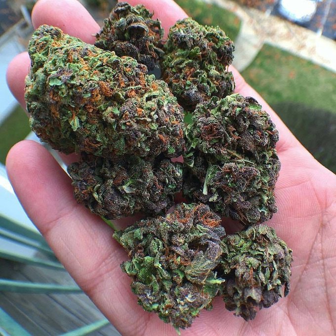 Herb Approach tweet media