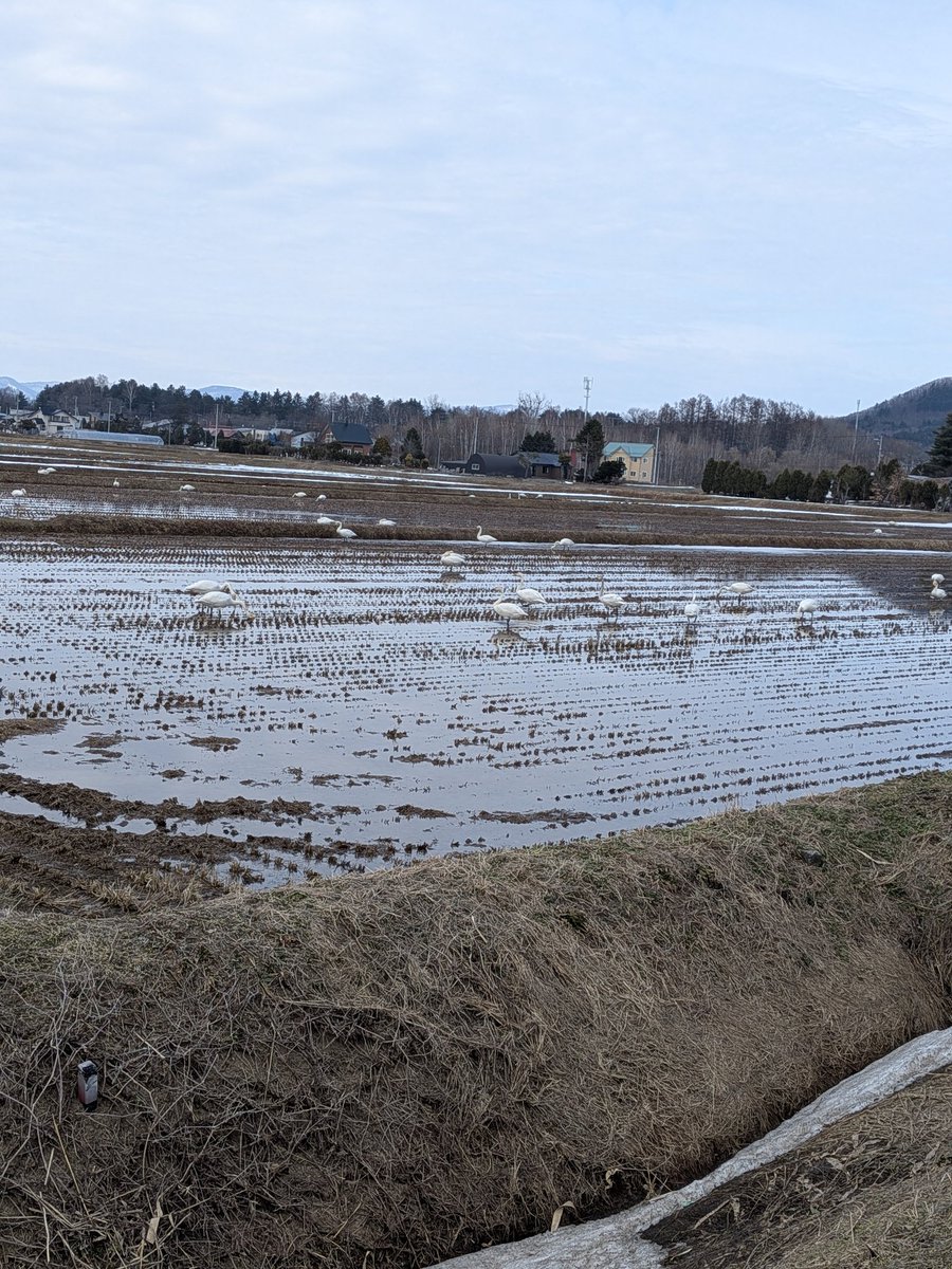 まっち将軍 tweet media