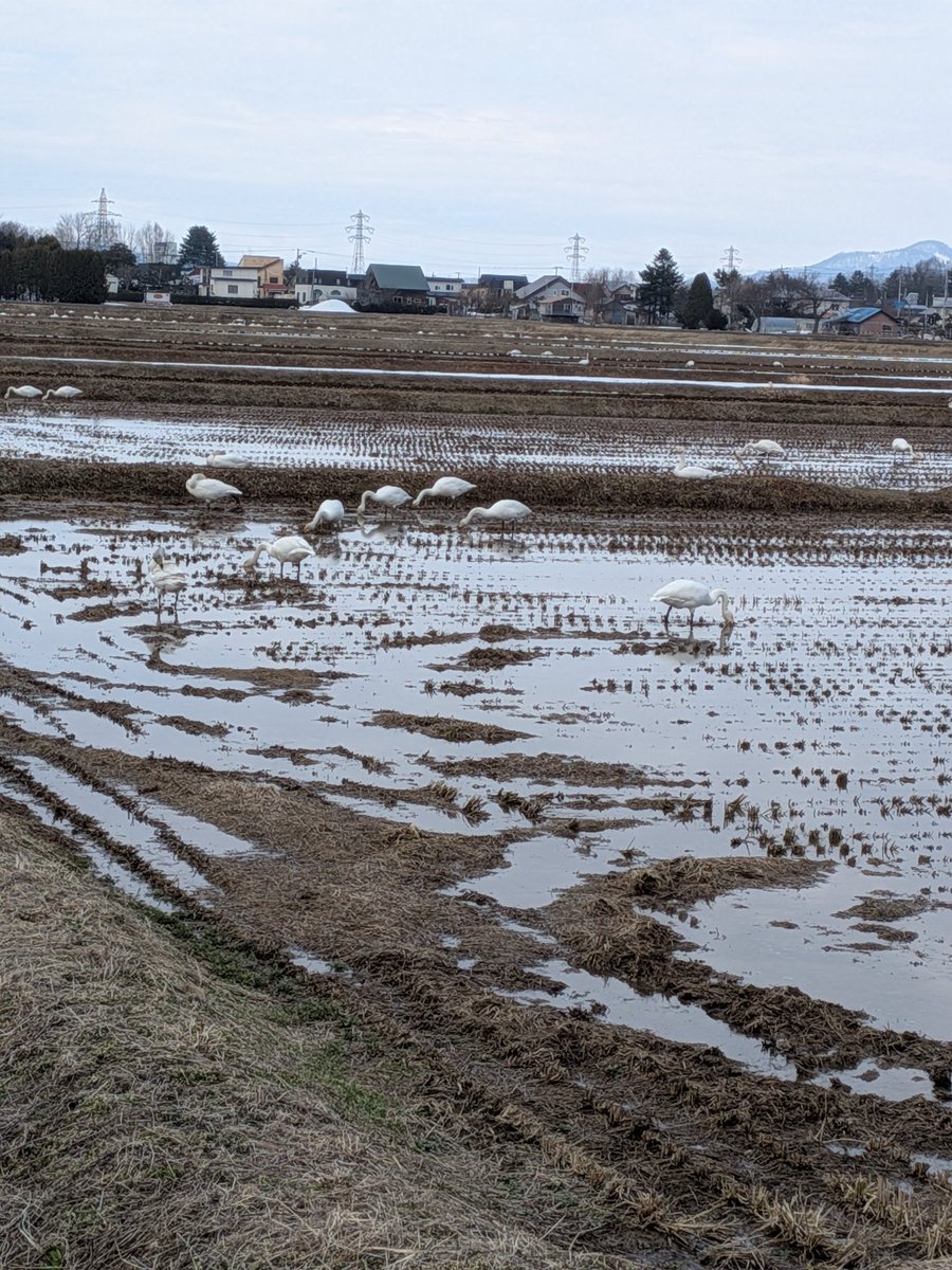 まっち将軍 tweet media