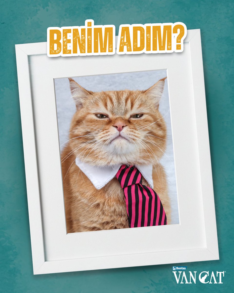 VanCat Türkiye tweet media
