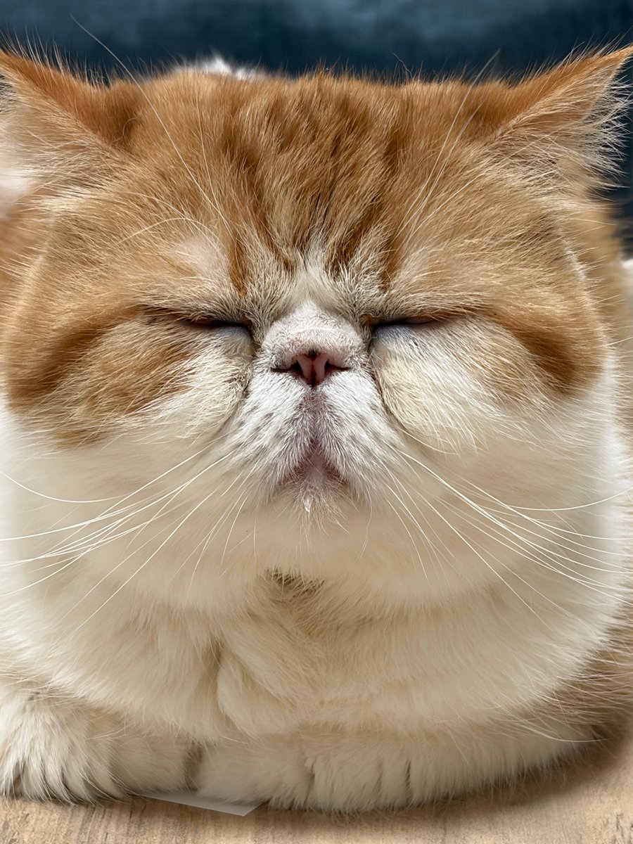 𝜗𝜚꙳.* tweet media