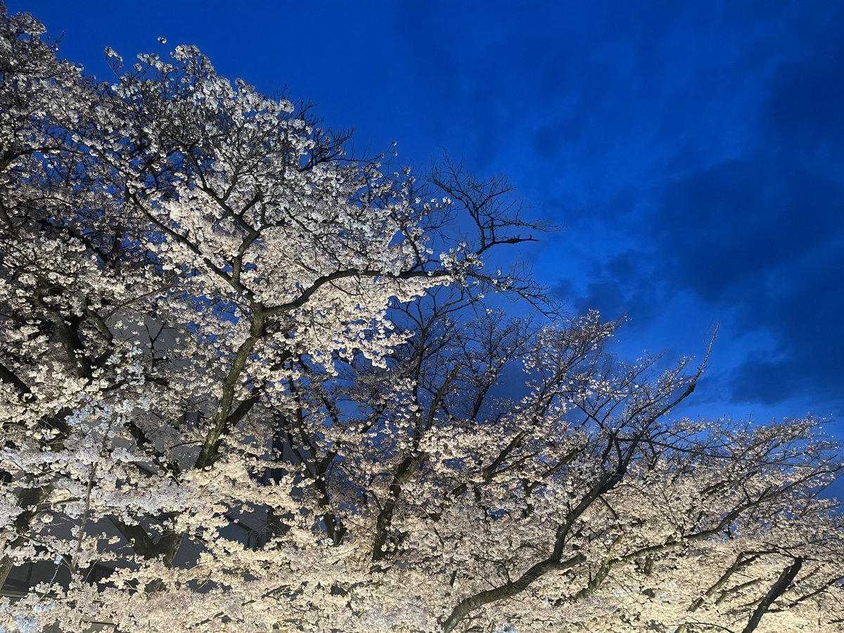 最後の音入れの作業中。明日から数日間大きなステージに移ってミックスダウン。
7年半の決着がつく。
本日全体音確認は気合いが入ったが、信頼する方との作業。ここまで来ると、
楽しいのだ。
スタジオ前は桜満開。