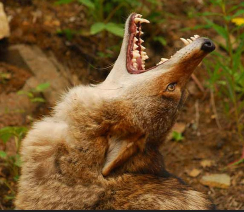 Grant 🐺🌲🏍️ tweet media