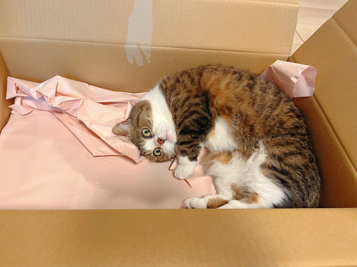 あお(あおっきぃ) tweet media