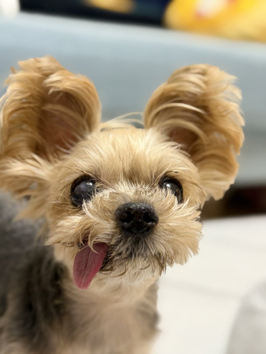 キキ🐶 tweet media