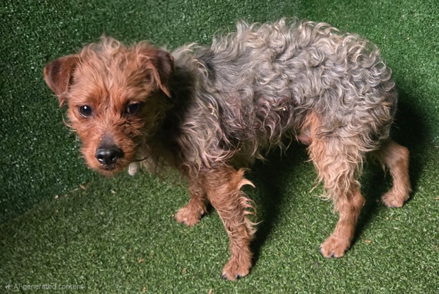 LancasterAnimalShelt tweet media