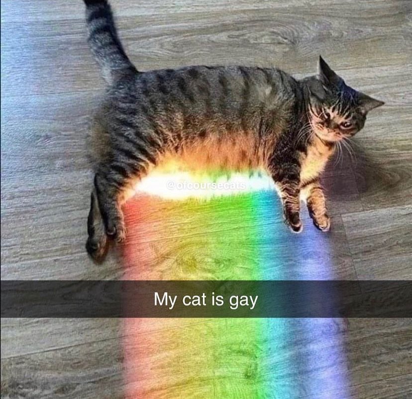 Punch Cat tweet media