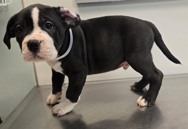 LancasterAnimalShelt tweet media