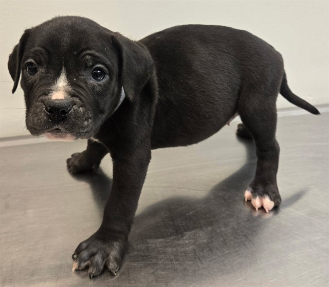 LancasterAnimalShelt tweet media