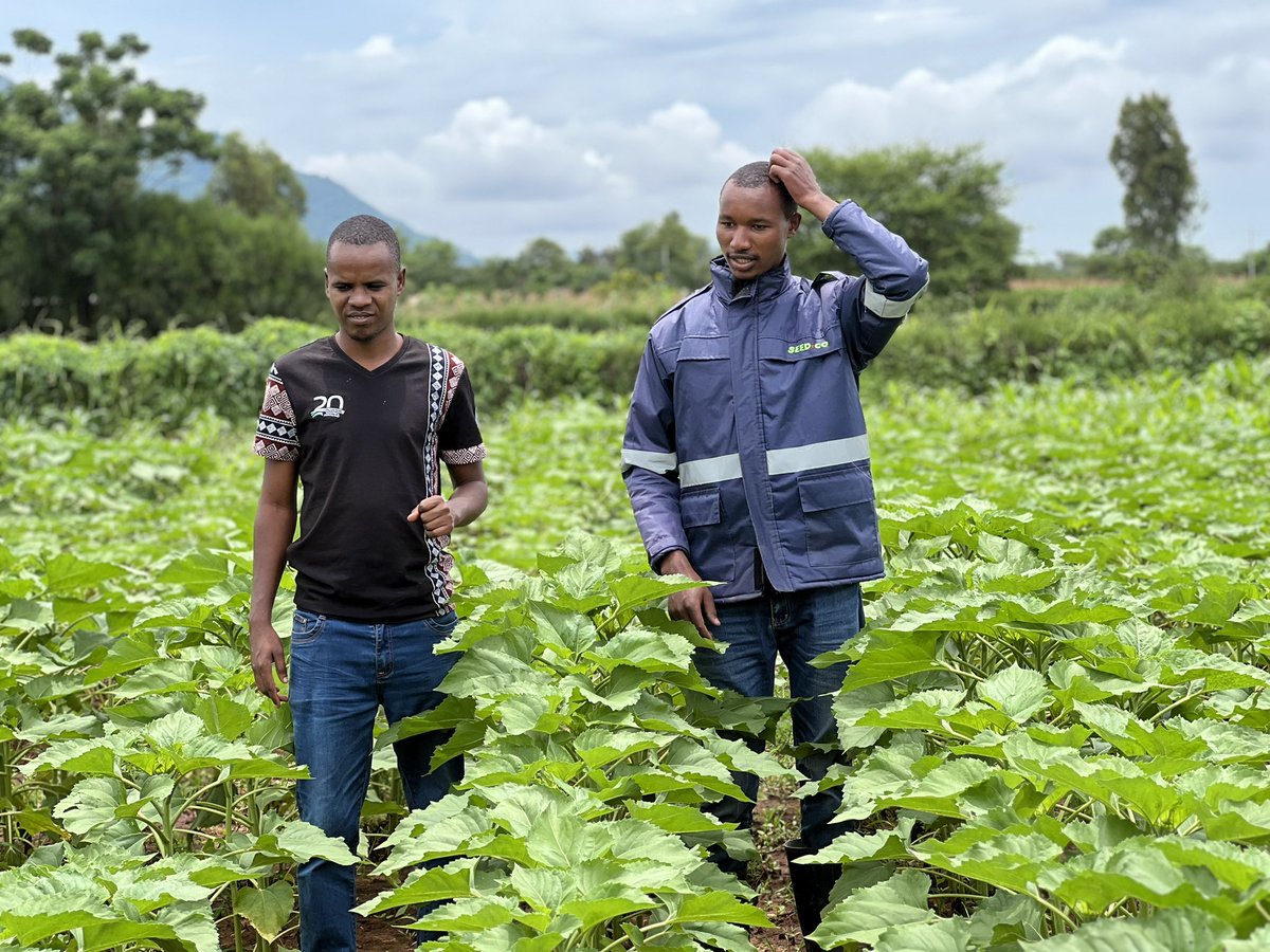 Bwanashamba wa taifa 🇹🇿 tweet media