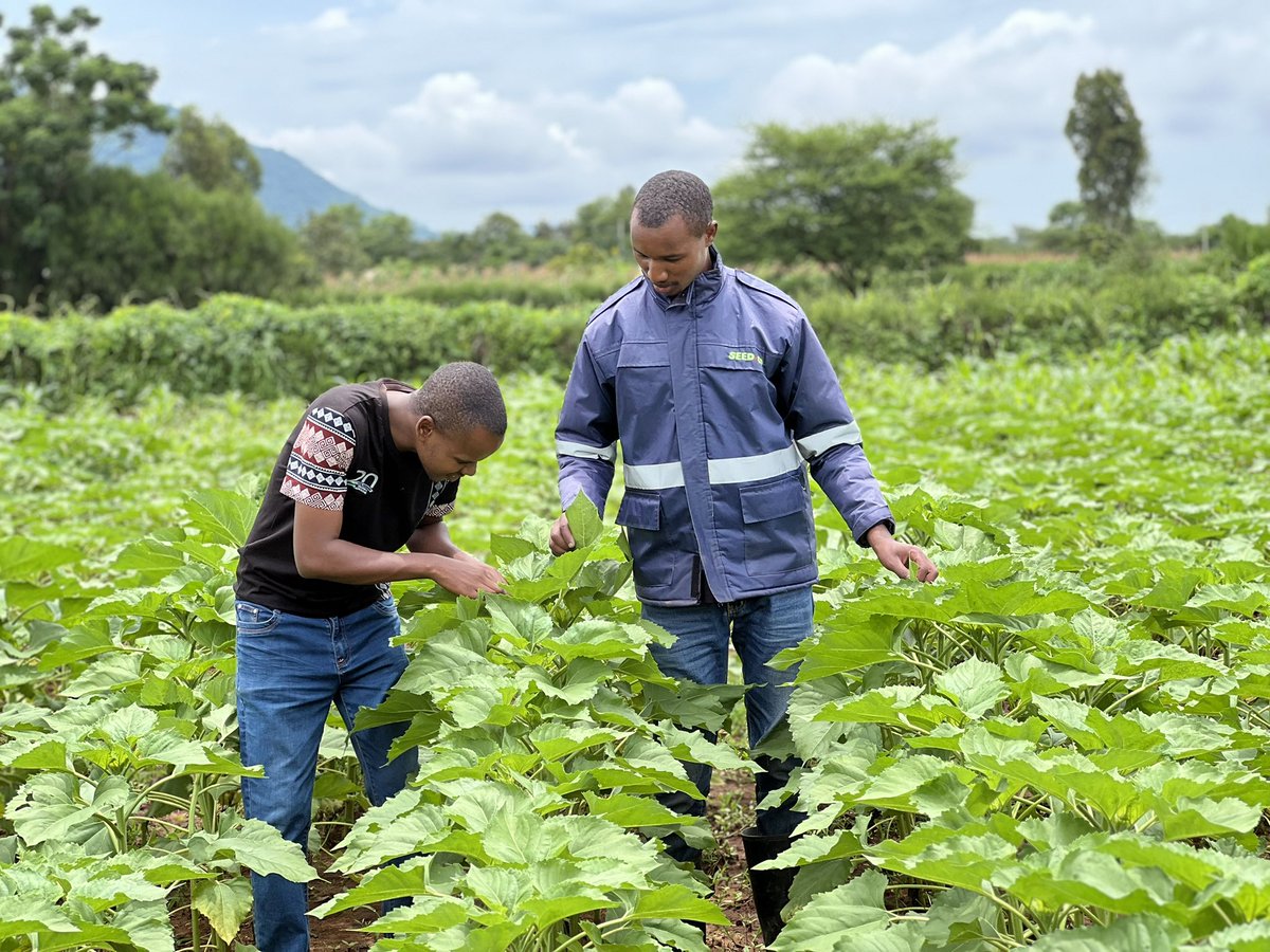 Bwanashamba wa taifa 🇹🇿 tweet media