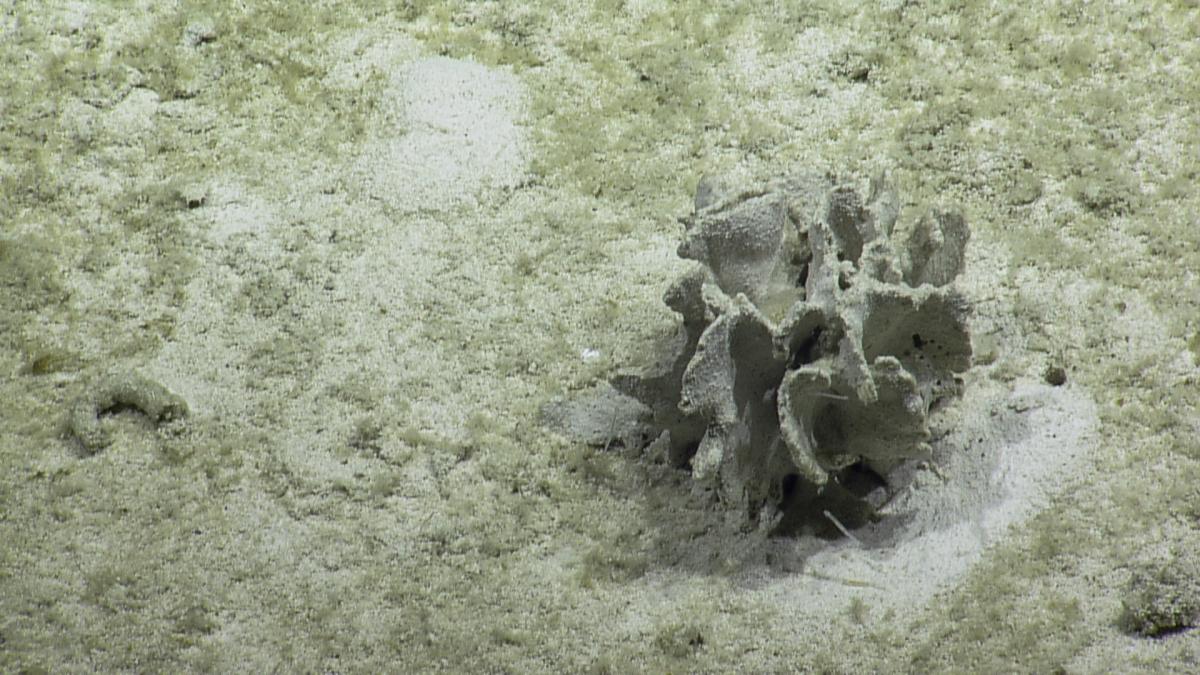 E/V Nautilus tweet media