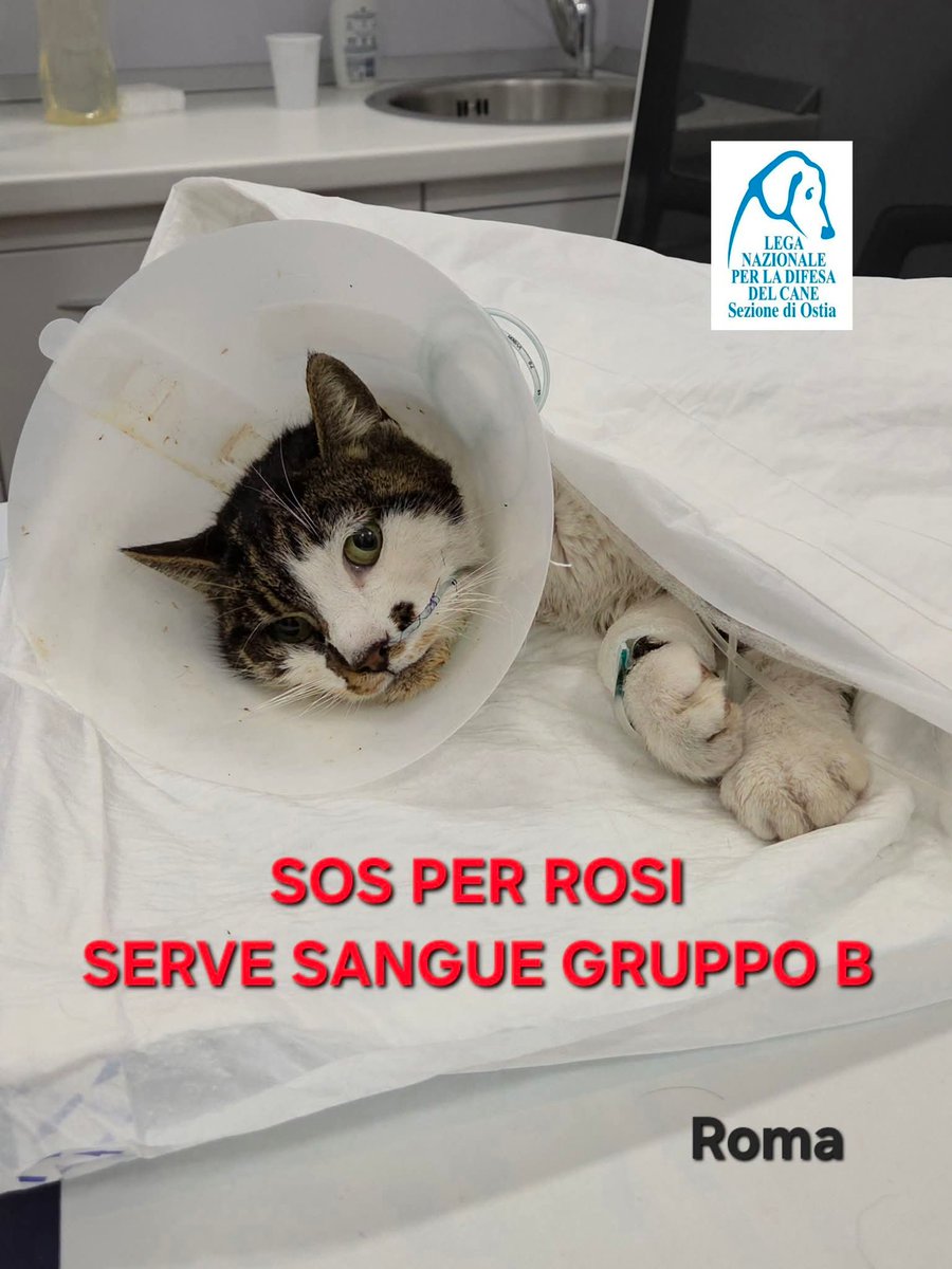 Doluccia 🦋 #credicisempre tweet media