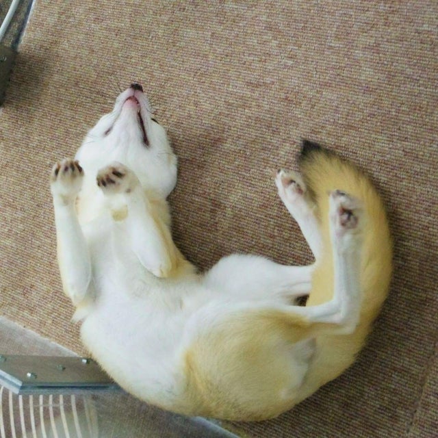 Fennec Every Hour! tweet media