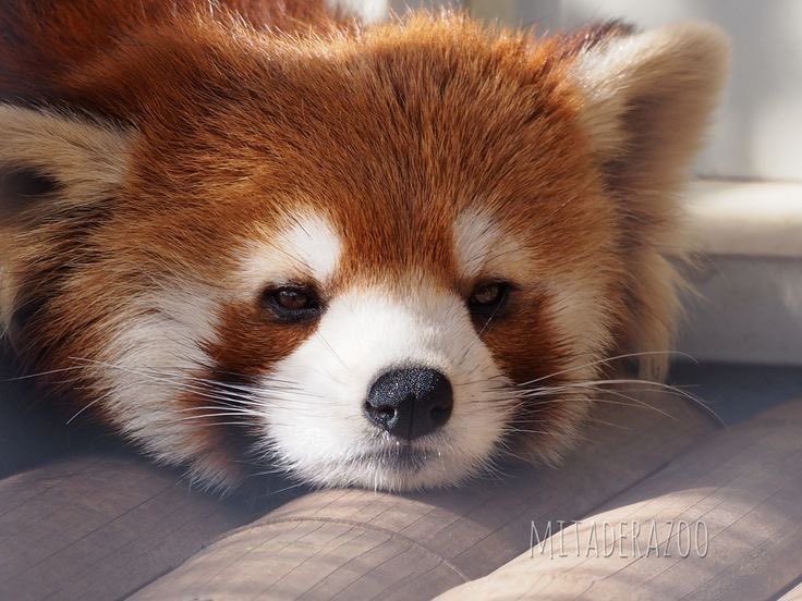 red panda of edtwt tweet media