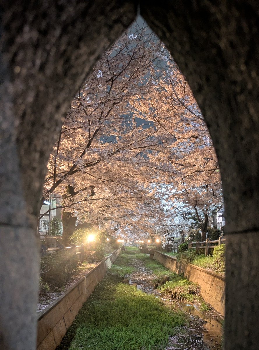 re5mo9's tweet photo. 夜散歩🌛
思わず足を止めたくなります🌸
#STEPN https://t.co/V6wkK8gTiq