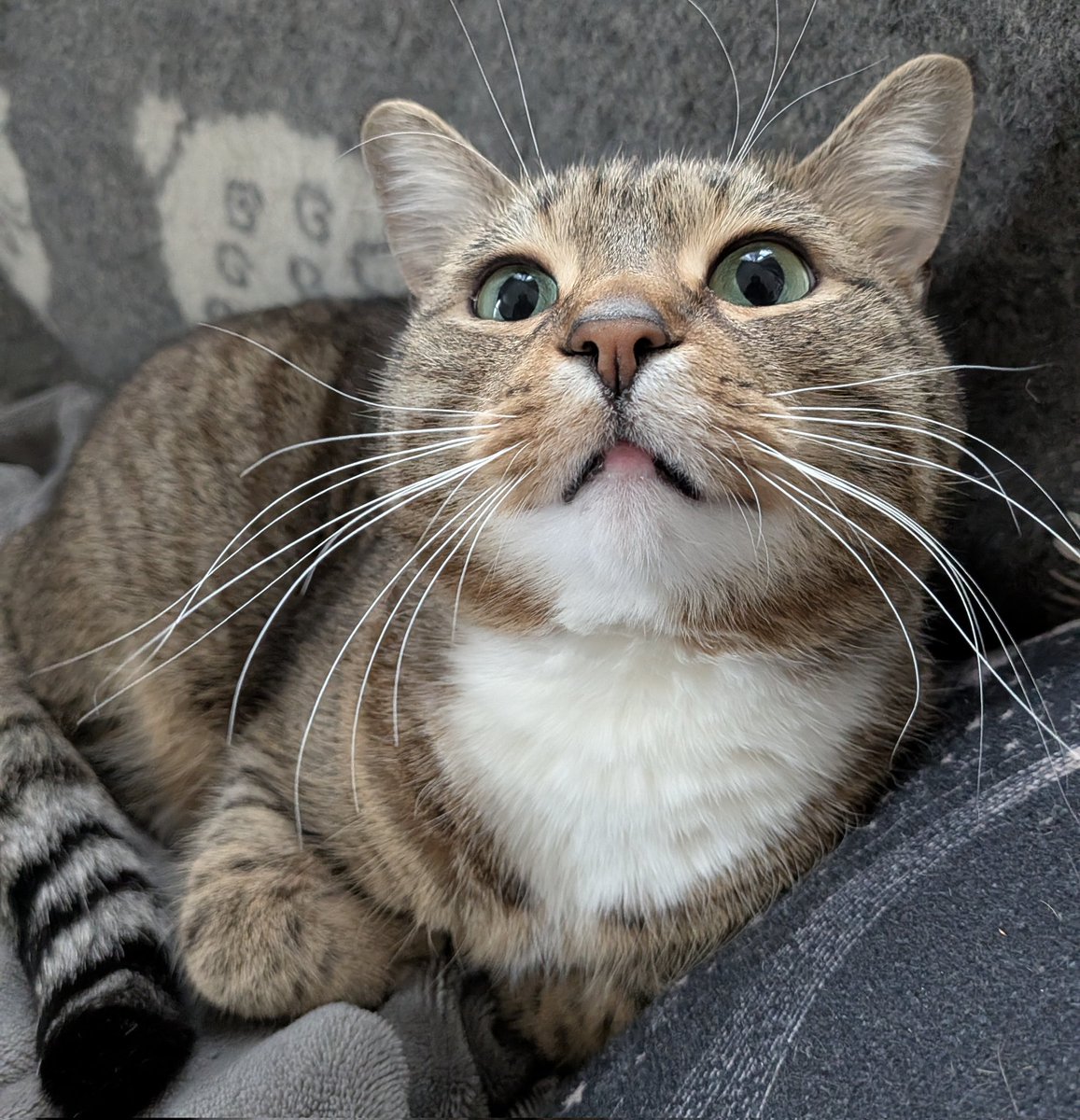 cap'n cookie 🍪 tweet media