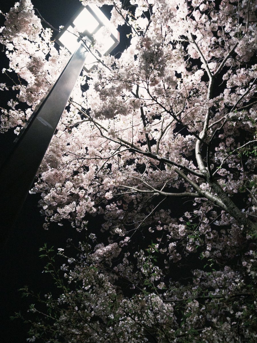 ミカボ初めて見れて嬉しかった🎶そしてやっぱりおいなり君可愛いの、M-1ツアーは色んなワチャワチャが見れるのがいいよねー楽しかった4連休夜桜見つめて完