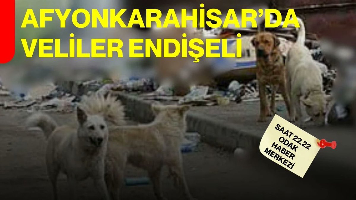 Köpek Haberleri tweet media