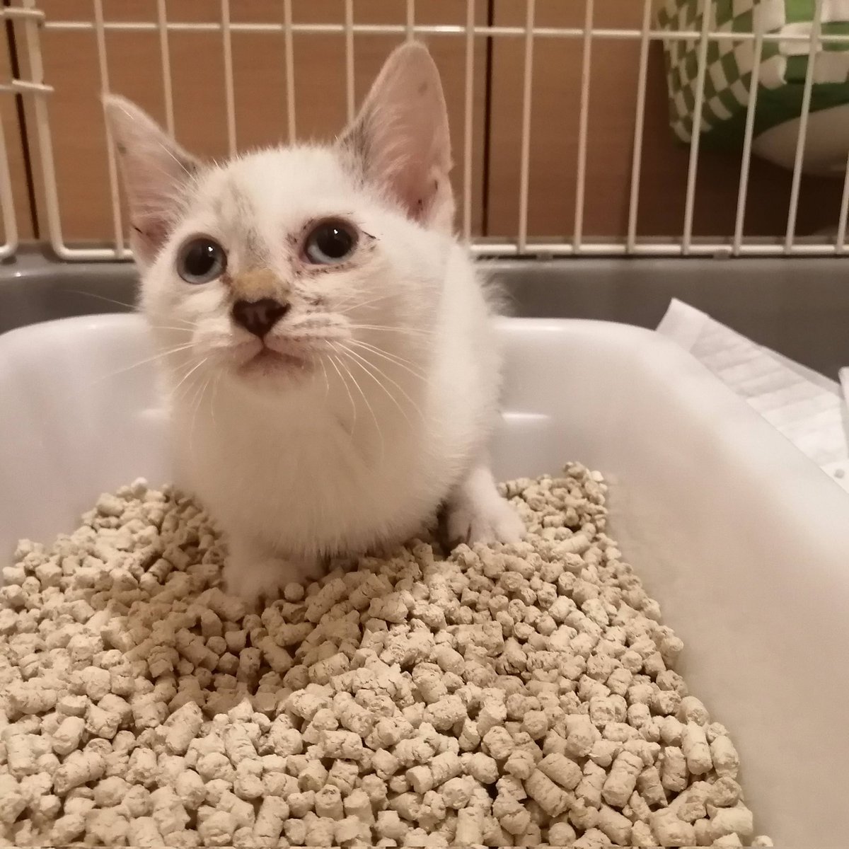 ちまきなころんINよねっこはうす🐾 tweet media