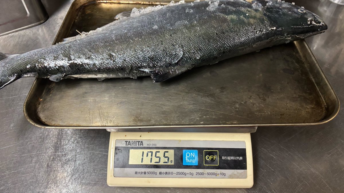 aspamchannel's tweet photo. 尻屋沖での桜鱒釣りは、やっと1本ゲット。ひたすらシャクって、後半は志村けんの腰曲がり婆さん状態でヘロヘロに。 帰りはビッグウェーブに何度も見舞われる絶叫系アトラクション。船長「2回目の骨折させなくて良かった」と温かい言葉。辛いのにまた行ってしまう自分。死ぬまで治らないネ https://t.co/QFXB0svhBE