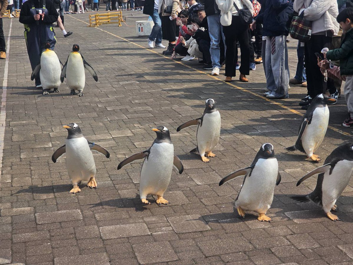 熊喜猴 tweet media