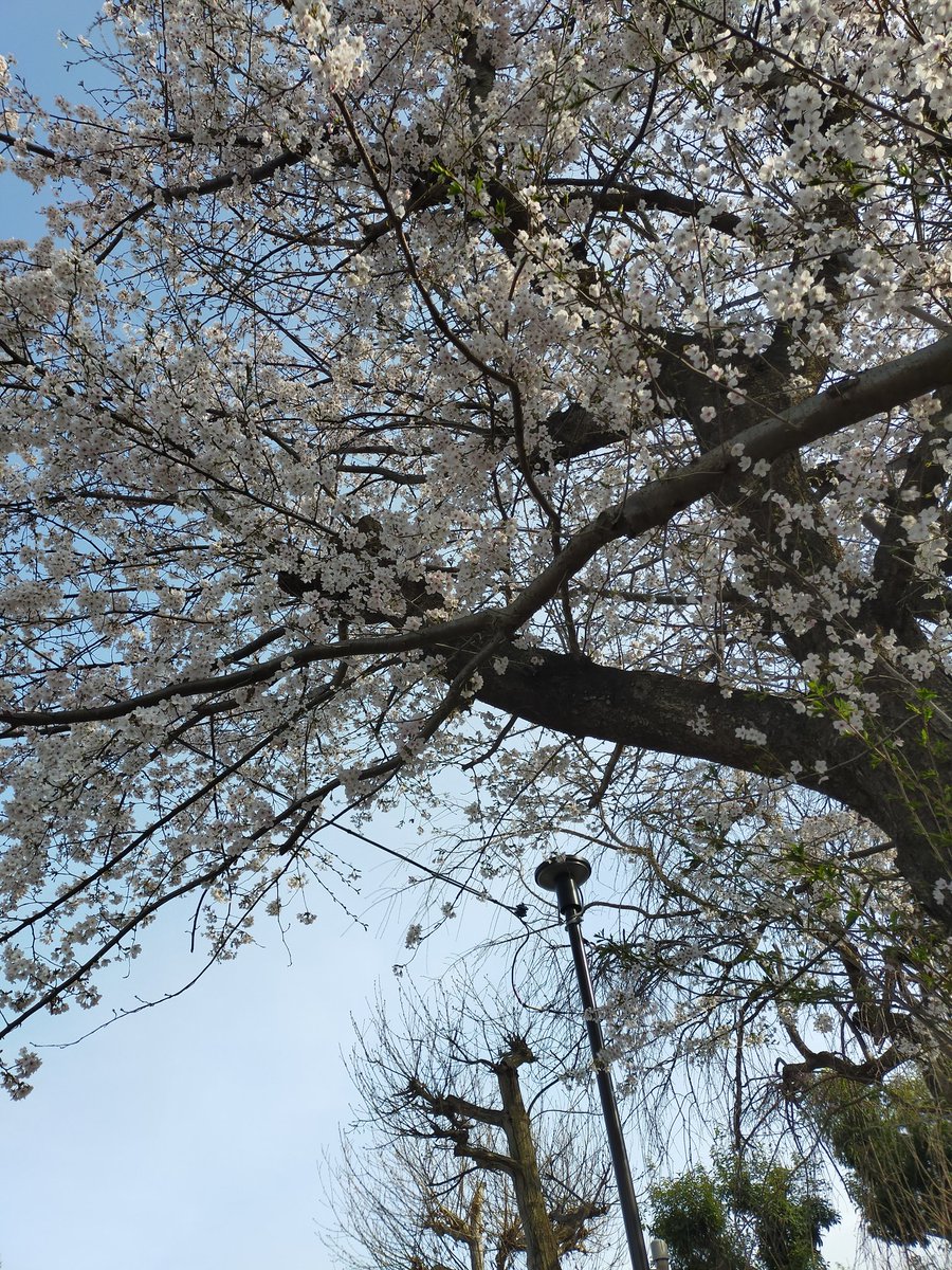 千葉　隆 tweet media