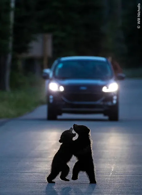 Real Hermandad de San Antonio Abad de Valencia tweet media