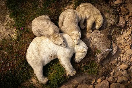 Real Hermandad de San Antonio Abad de Valencia tweet media