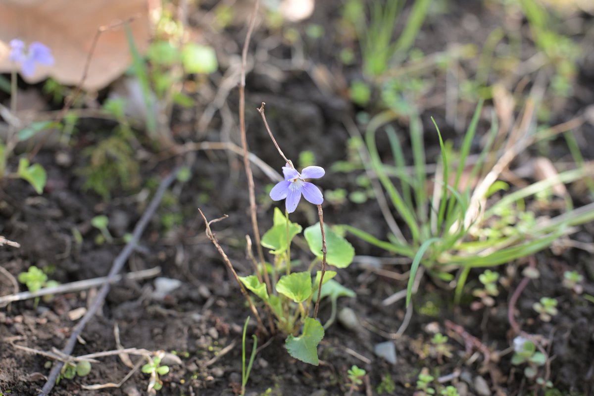 ✧*。ヾ(｡ᐳ﹏ᐸ｡)ﾉﾞ。*✧ tweet media