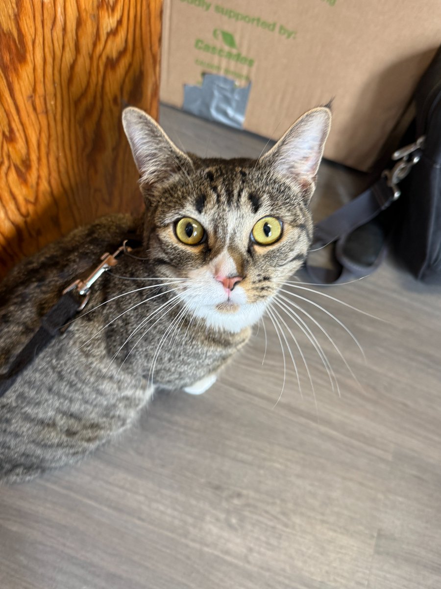 Brother John & Buddy the Cat tweet media