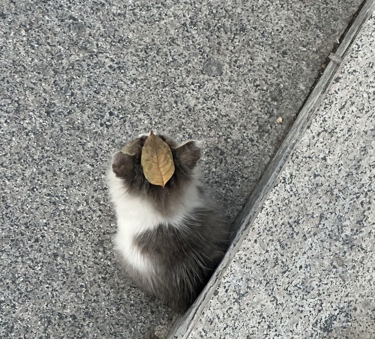 the girl with 𝘸𝘩𝘪𝘮𝘴𝘪𝘤𝘢𝘭 𝘥𝘳𝘦𝘢𝘮𝘴 ꫂ❁ tweet media