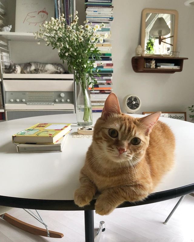 🍼uwu y쭌 우유🐾🏀 tweet media