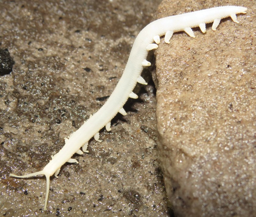 Paleo Curiosities tweet media