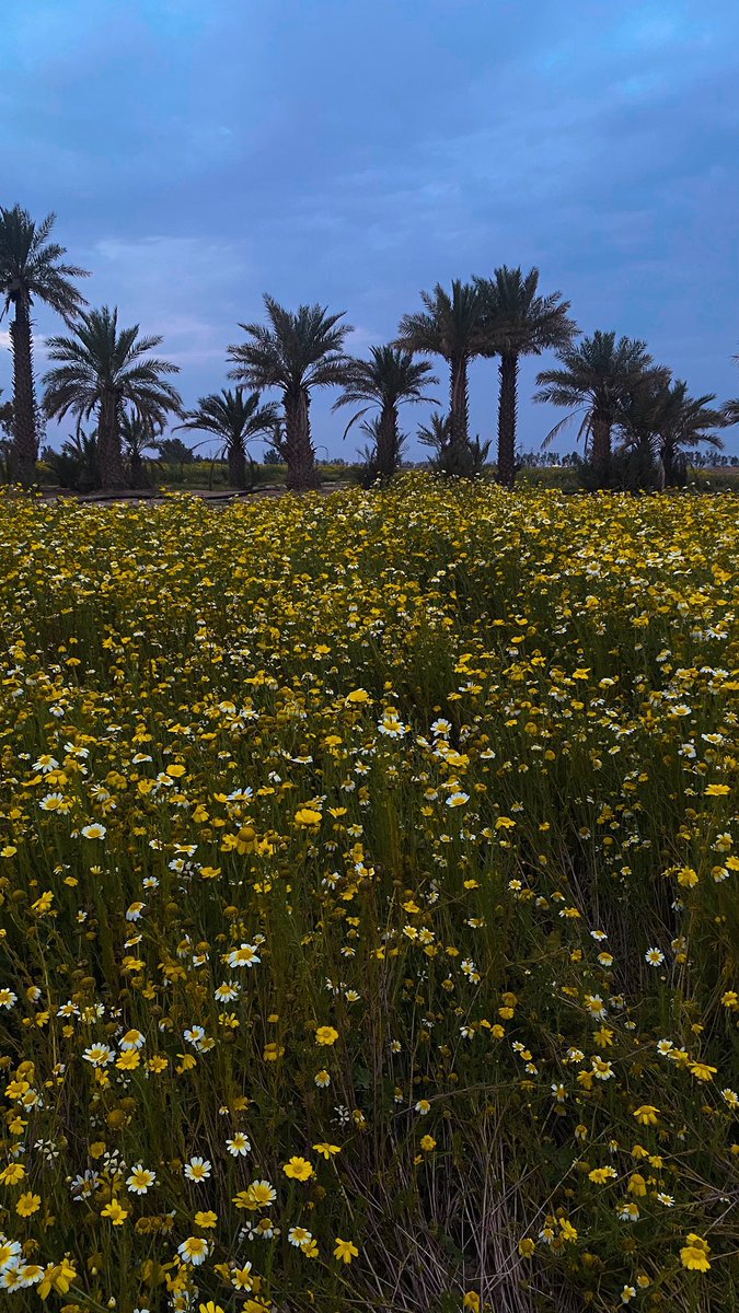 جويّر tweet media