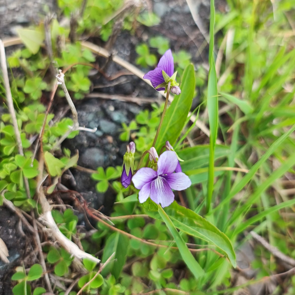 3魔女すずめ🐥🐻🇬🇧✈️🇯🇵 tweet media