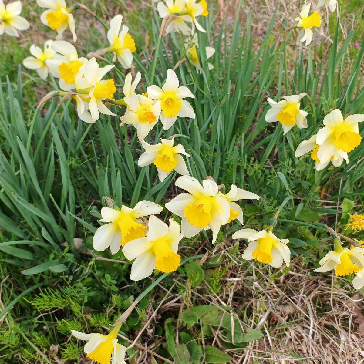 3魔女すずめ🐥🐻🇬🇧✈️🇯🇵 tweet media