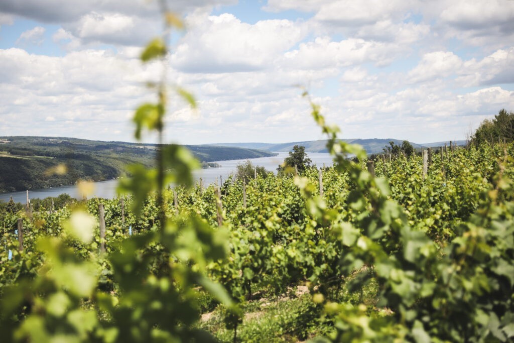 Protect Wine Origins tweet media