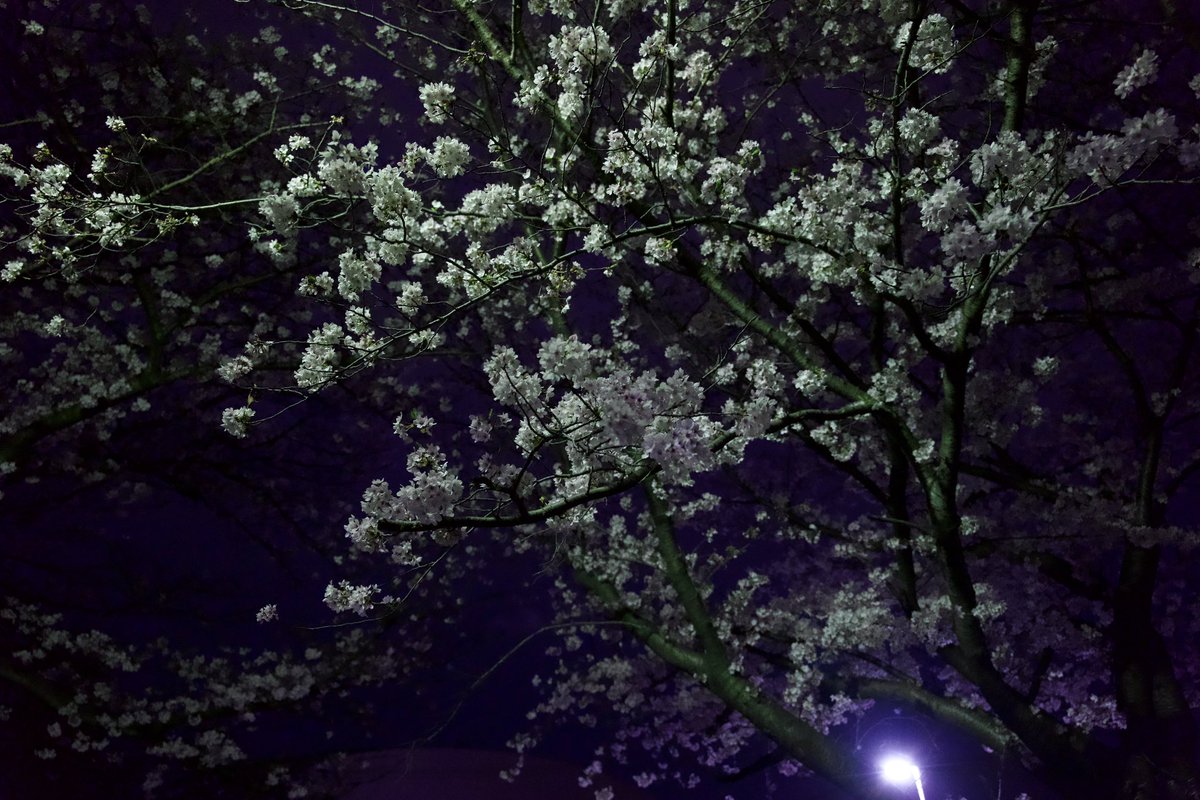 neoage2021's tweet photo. ひとり夜桜

夜は、桜を静かに染める。
光と影のあいだで、季節の儚いひとときを切り取った。

#桜 #夜桜 #LUMIX #LumixS1 #SigmaArt https://t.co/vRFzdF7rWc