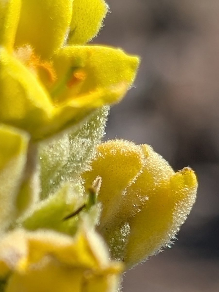 Loralee Logan 🌻🌻🌻 tweet media