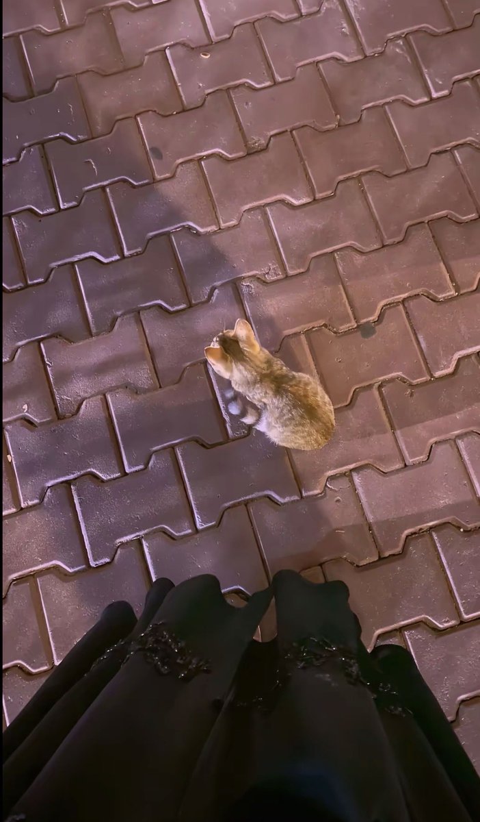 مَرّيُوُمَهٰ 🇴🇲 tweet media