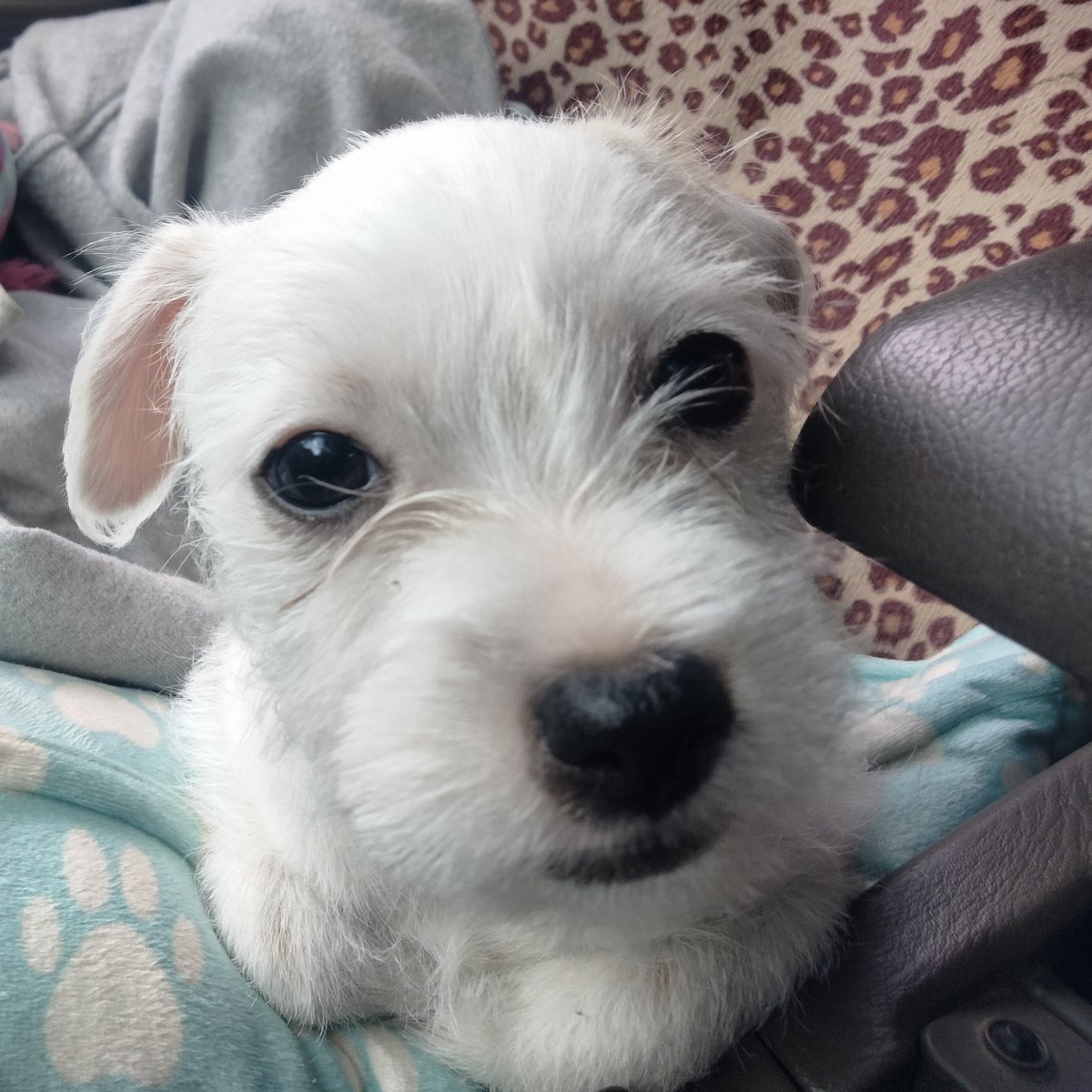 LiveToLove tweet media