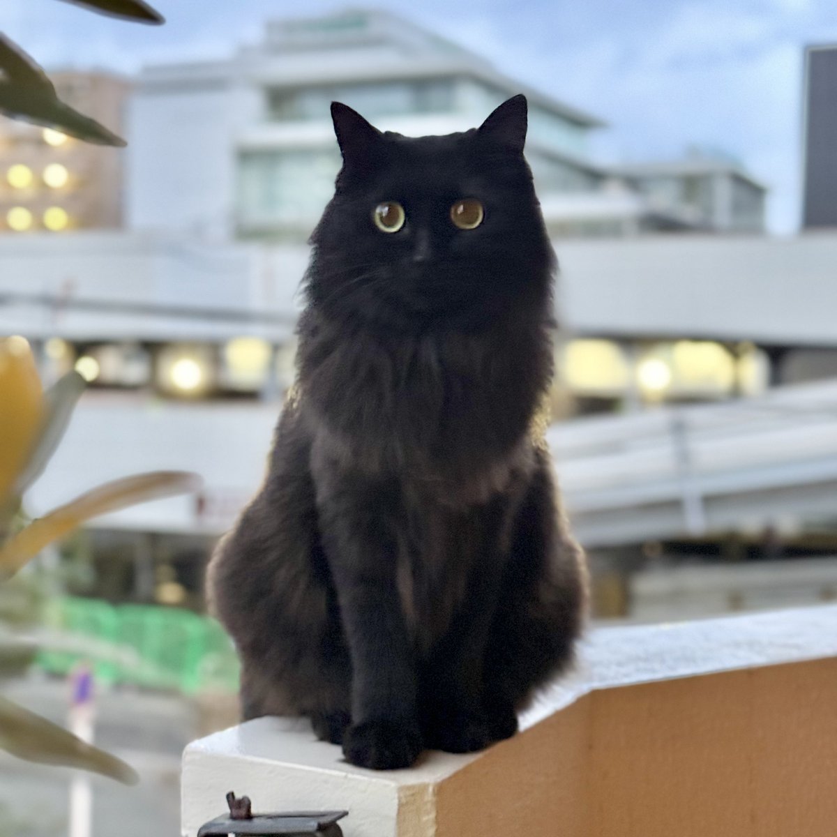 うにプリン tweet media